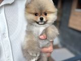 Orange Pomeranian Boo Pupy