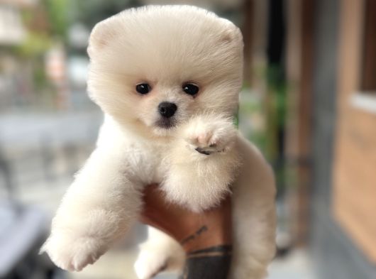 Ukrayna Giri Pomeranian Boo Yavrularımız görsel