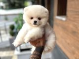 Ukrayna Giri Pomeranian Boo Yavrularımız