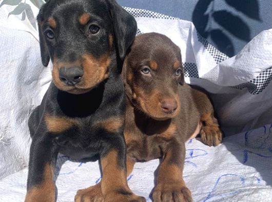 Şampiyon Soydan Doberman Yavrular görsel