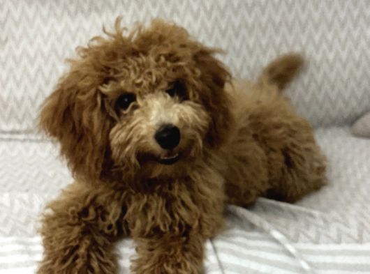Toy Poodle Yeni Ailesini Arıyor görsel