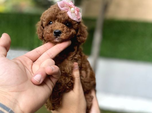 Dark Brown Kore Poodleyavrumuz görsel
