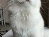 British Longhair