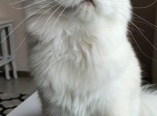 British Longhair görsel