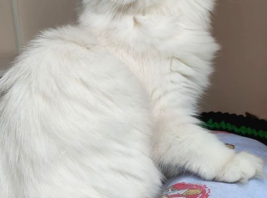 British Longhair görsel
