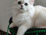 British Longhair