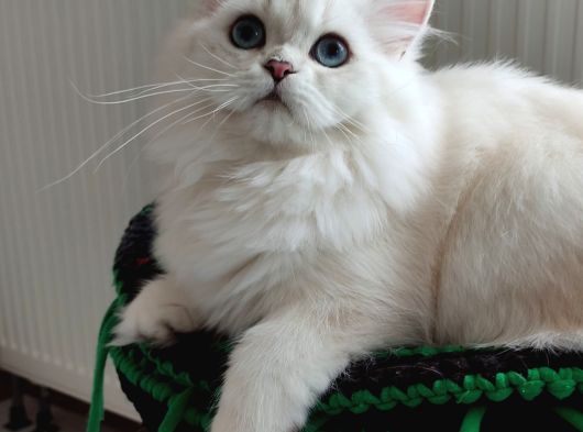 British Longhair
