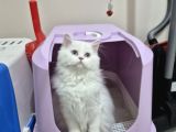 British Longhair