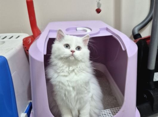 British Longhair görsel