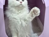 British Longhair