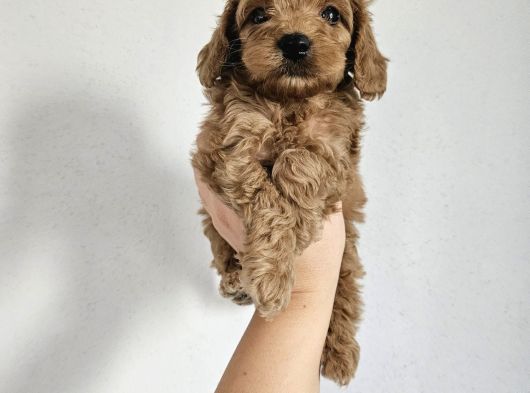 Toy Poodle Yavrularımız görsel