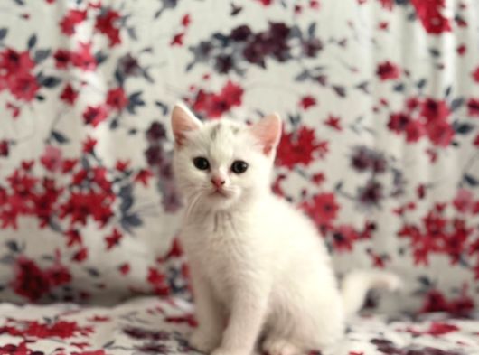 British White Yavrumuz Yeni Ailesini Bekliyor
