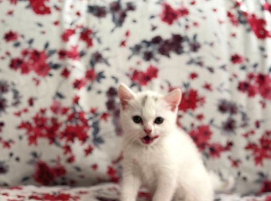 British White Yavrumuz Yeni Ailesini Bekliyor görsel