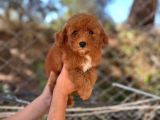 Toy Ve Kore Poodlelar