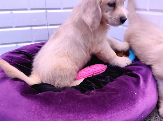 Bebek Yüz Gerçek A Kali̇te Golden Yavrular görsel