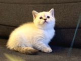 British Shorthair Lynx Point