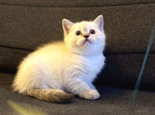 British Shorthair Lynx Point görsel