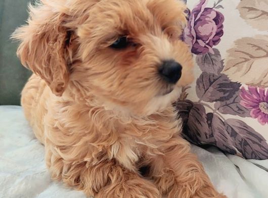 Her Bütçeye Uygun Orji̇nal Malti̇poo Yavrular görsel