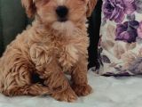 Her Bütçeye Uygun Orji̇nal Malti̇poo Yavrular