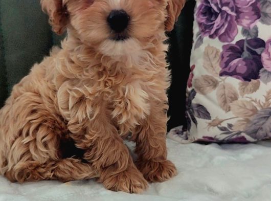 Her Bütçeye Uygun Orji̇nal Malti̇poo Yavrular görsel