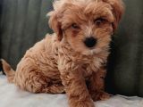 Her Bütçeye Uygun Orji̇nal Malti̇poo Yavrular