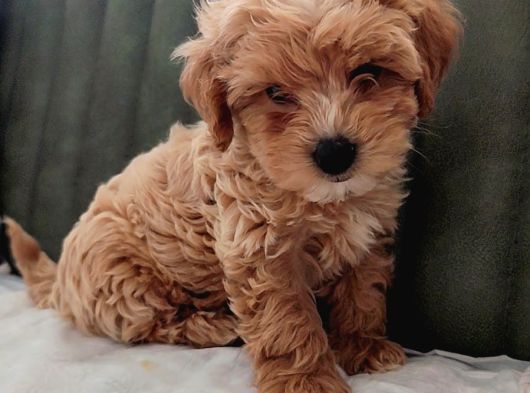 Her Bütçeye Uygun Orji̇nal Malti̇poo Yavrular görsel