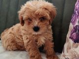 Her Bütçeye Uygun Orji̇nal Malti̇poo Yavrular