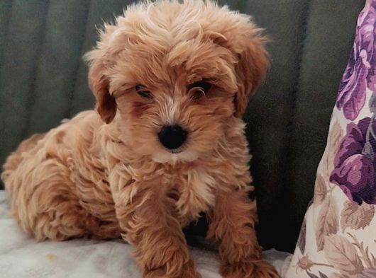 Her Bütçeye Uygun Orji̇nal Malti̇poo Yavrular görsel