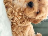 Her Bütçeye Uygun Orji̇nal Malti̇poo Yavrular