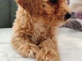 Her Bütçeye Uygun Orji̇nal Malti̇poo Yavrular