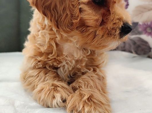 Her Bütçeye Uygun Orji̇nal Malti̇poo Yavrular görsel