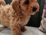 HER BÜTÇEYE UYGUN ORJİNAL MALTİPOO YAVRULAR