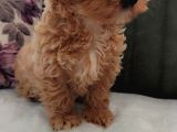 Her Bütçeye Uygun Orji̇nal Malti̇poo Yavrular