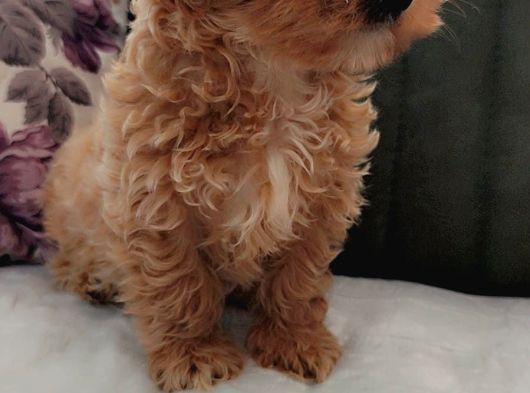 Her Bütçeye Uygun Orji̇nal Malti̇poo Yavrular görsel