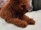Her Bütçeye Uygun Orji̇nal Toy Poodle Yavrular