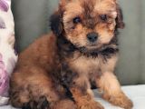 Her Bütçeye Uygun Orji̇nal Toy Poodle Yavrular