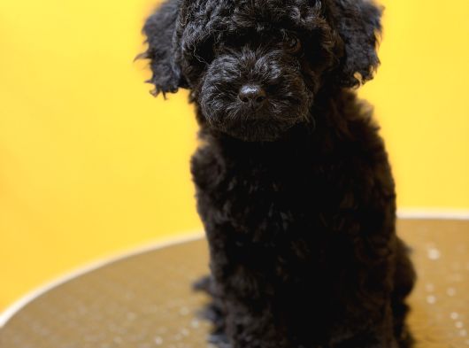 Silver Poodle Yavrular görsel
