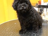 Silver Poodle Yavrular