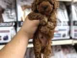 Evinizin Neşesi Olacak Orjinal Toy Poodle Yavrularımız