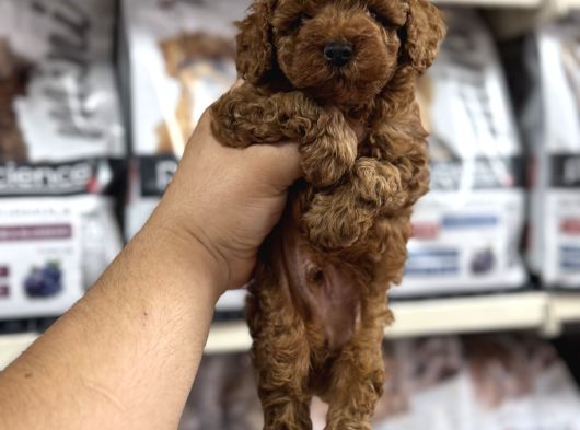 Evinizin Neşesi Olacak Orjinal Toy Poodle Yavrularımız görsel