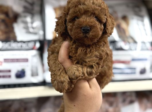 Irk Garantili Orjinal Toy Poodle Yavrularımız görsel