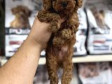 Evinizin Neşesi Olacak Orjinal Toy Poodle Yavrularımız