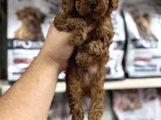 Evinizin Neşesi Olacak Orjinal Toy Poodle Yavrularımız görsel