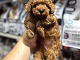 Evinizin Neşesi Olacak Orjinal Toy Poodle Yavrularımız