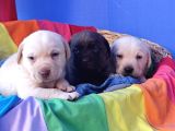 Her Bütçeye Uygun Orji̇nal Labrador Yavrular