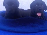 Her Bütçeye Uygun Orji̇nal Labrador Yavrular
