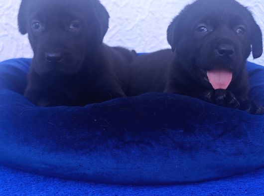 Her Bütçeye Uygun Orji̇nal Labrador Yavrular görsel
