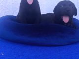 Her Bütçeye Uygun Orji̇nal Labrador Yavrular