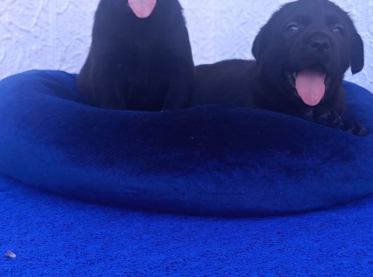 Her Bütçeye Uygun Orji̇nal Labrador Yavrular görsel