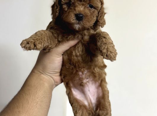 Toy Poodle Tadında Orjinal Maltipoo Bebekler